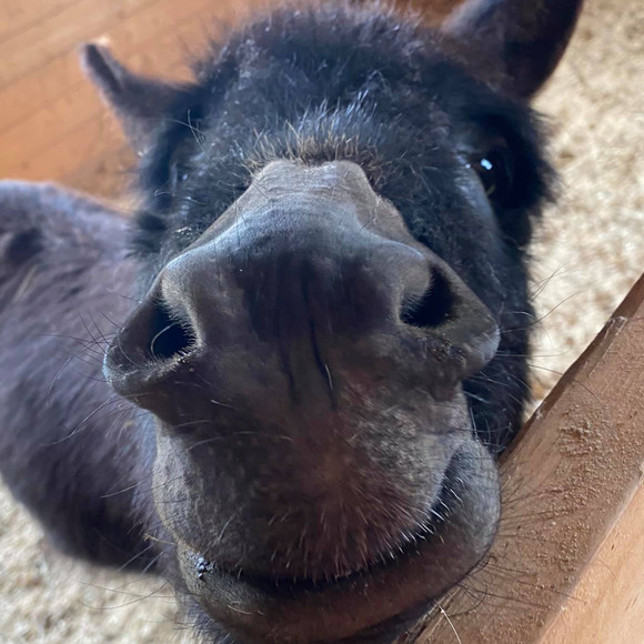 Profile Picture of Jo Dee (@jodee907) on Poshmark