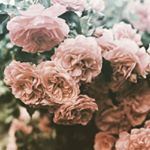 Profile Picture of lea blume (@lea_blume_2017) on Instagram