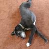 Profile Picture of Roxie (@phylliscalloway7) on Tiktok
