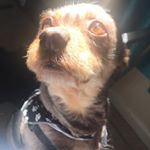 Profile Picture of #Rudy (@rudylazo11) on Instagram