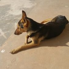 Profile Picture of Shanks Leo (@ShanksLiao) on Twitter