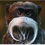 Profile Picture of Chris Ponte (@christianponte1994) on Instagram