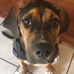 Profile Picture of Mateo Smith (@mateo_the_hound_mix) on Instagram