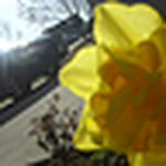 Profile Picture of Donna Gail (@derezelly) on Flickr
