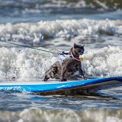 Profile Picture of August Ray Surfer Cat (@surfer_cat) on Twitter