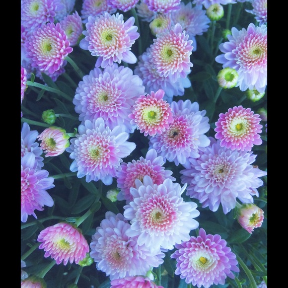 Profile Picture of Alexa Gallo (@alexagallo7) on Poshmark