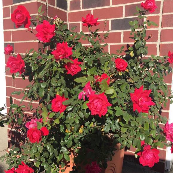 Profile Picture of Phan Chau lam (@chaustailorshop) on Poshmark