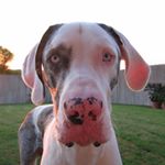 Profile Picture of Todd  McWilliams (@jmcwilliams1215) on Instagram