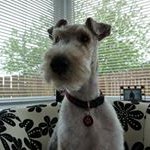 Profile Picture of Martin Shields (@shugshields2408) on Instagram