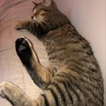 Profile Picture of 𝑺𝒌𝒚𝒆💫 (@skye.mcleod2019) on Instagram