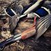 Profile Picture of Brandon (@duckhunter58) on Pinterest