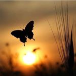 Profile Picture of Siva Prakash (@siva_sorcerer1338) on Instagram