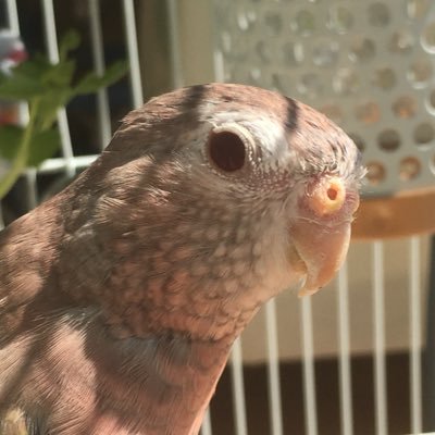 Profile Picture of 秋草団子@いんこ (@AkikusaMei) on Twitter