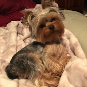 Profile Picture of CHADwick OfBARKshireHaveToSTAY (@chadwickofbarkshirehavetos828) on Youtube