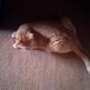 Profile Picture of Abigail Hooker (@abigail.hooker8) on Tiktok