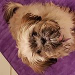 Profile Picture of Michael Capodanno (@capodannomichael) on Instagram