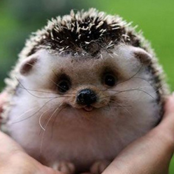 Profile Picture of Eadie Molesworth (@eadiemolesworth) on Poshmark