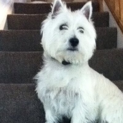 Profile Picture of Dominic Bennett (@dominicbennett5) on Twitter