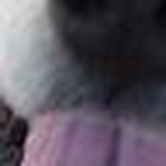 Profile Picture of Amanda Iley (@helgahoshi) on Flickr