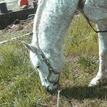 Profile Picture of Micah Combs (@micah_horse_picutres) on Instagram