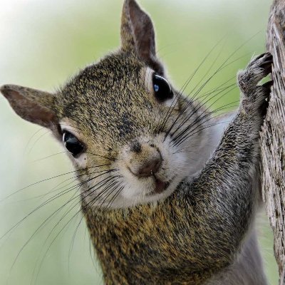 Profile Photo of Squirrel Power (@JonathanCastles) on Twitter