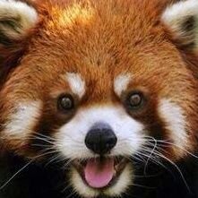 Profile Picture of ChrisRosling-Josephs (@redpanda1961) on Twitter