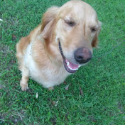 Profile Picture of Felix Borrego (Thoracicformula) (@thoracicformula) on Youtube