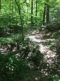 Profile Picture of Morgan–Monroe State Foreston Wikipedia