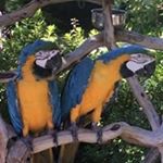 Profile Picture of Tracey Parrott (@cadburys_parrott74) on Instagram