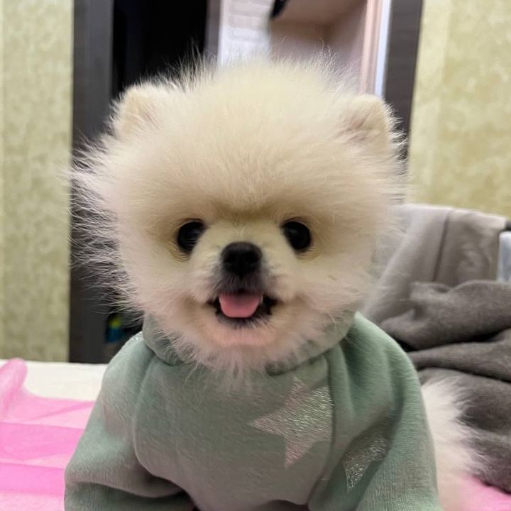 Profile Picture of Померанчик Ендрю (@andrewpomerann) on Tiktok