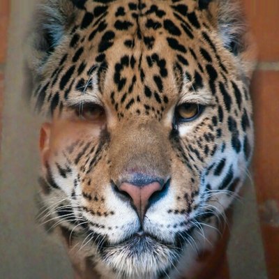 Profile Picture of Anderson Fernando Higuera Devia (@anderso69576872) on Twitter