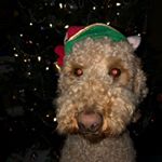 Profile Picture of Debbie Simonson (@debbie_simonson) on Instagram