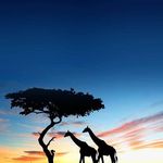 Michael Franzen - Instagram Profile Picture of Michael Franzen (@seat_und_cupra_ateca_2019) on Instagram