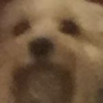 Profile Picture of Patrick Leech (@leechy.2742) on Instagram