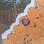 Profile Picture of Suzanne Nicholas (@suzannenicholas2) on Instagram