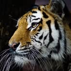 Profile Picture of David Markarian (@david.markarian.773) on Facebook