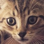 Profile Picture of Hendricks Lamar (@hendrickslamarthebengalcat) on Instagram