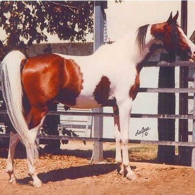 Profile Picture of Mitch Patton (@CowboyMitch) on Twitter