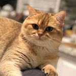 Profile Picture of Harold (@haroldthebritishshorthair) on Instagram