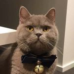 Profile Picture of Digby (@digby_the_british_shorthair) on Instagram