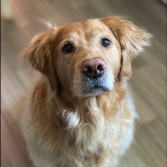 Profile Picture of Harry Semenick (@bigh869) on Poshmark