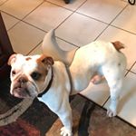 Profile Picture of Chris Capozzi (@pozzi4) on Instagram