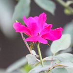 Profile Picture of Alison Bethune (@bethune_07) on Instagram