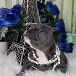 Profile Picture of Cindy Kennedy (@desertlilyfrenchies) on Instagram