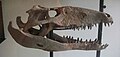 Profile Picture of Sebecus - Wikipediaon Wikipedia