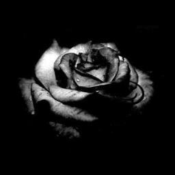 Profile Picture of Icy Liu (@Sinomarble_Icy) on Twitter