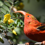 Profile Picture of Aidan Sullivan (@acesdabomb) on Flickr