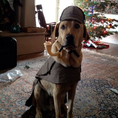 Profile Picture of Andrew Wiese (@wiesedog) on Twitter