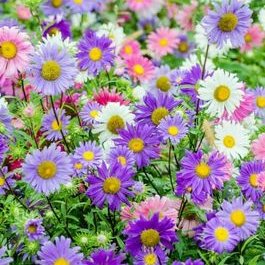 Profile Picture of Donna Caputo (@donna491954) on Twitter