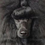 Profile Picture of Thomas willms (@thomaswillms_) on Instagram